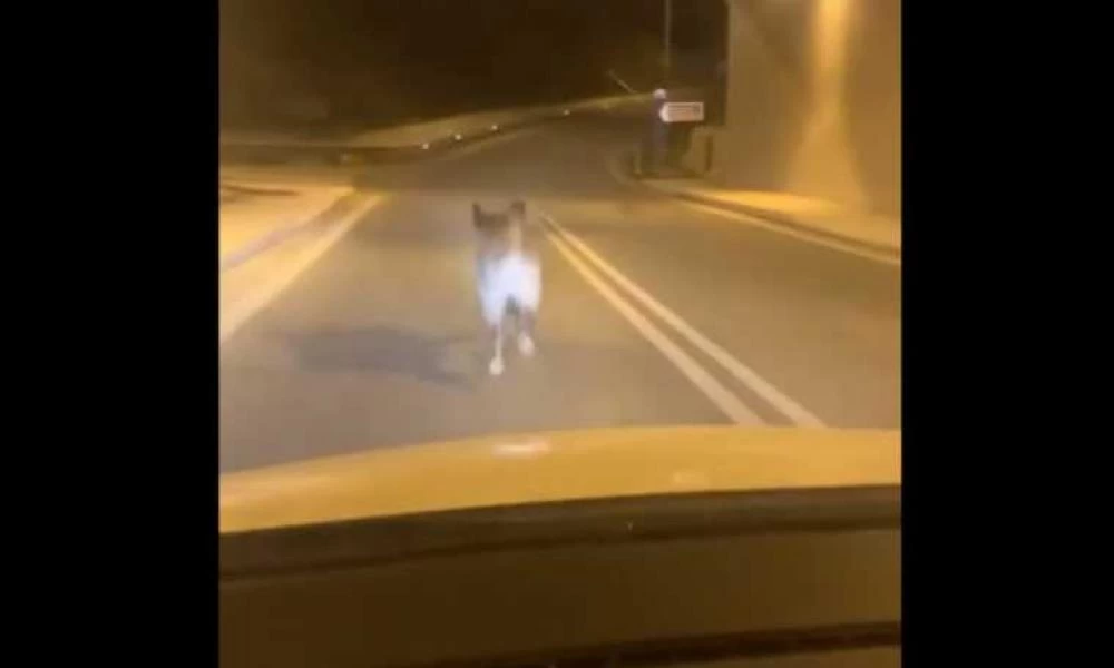 Τα έχασε ο οδηγός! Αγριογούρουνο στην Εθνική οδό Κορίνθου - Πατρών (βίντεο)